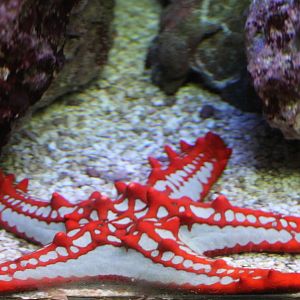 Red-knobbed starfish