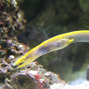 Leaf-nosed morey eel