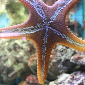 Starfish - bottom-side
