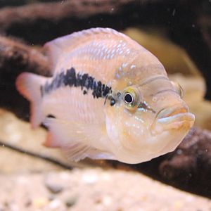Cichlid ID