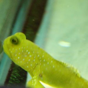 Cryptocentus cinctus