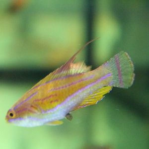 Paracheilinus mccoskeri