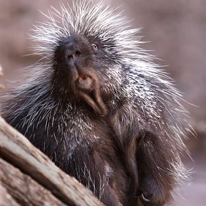 funny porcupine