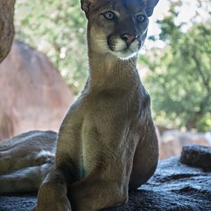 puma sitting tall