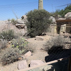 striped skunk exhibit