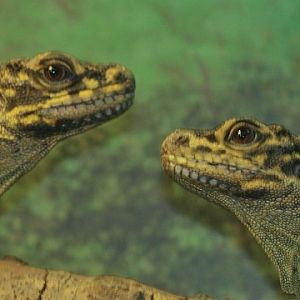 Soa-soa Water Lizard