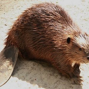 American Beaver