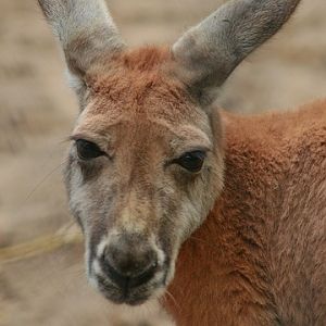 Red Kangaroo
