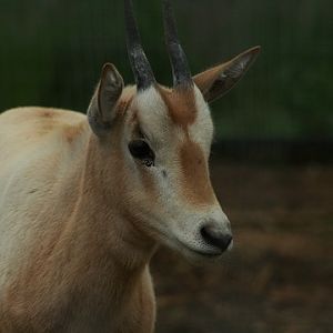 Scimitar-horned Oryx