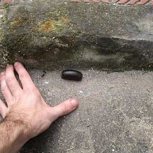 Pill Millipede - Cuc Phuong