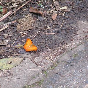 Butterfly - Cuc Phuong