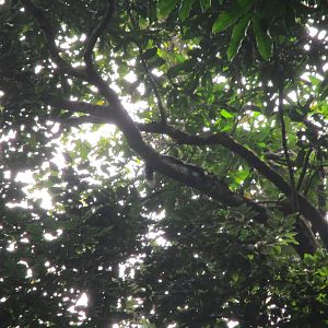 Black Giant Squirrel - Cuc Phuong