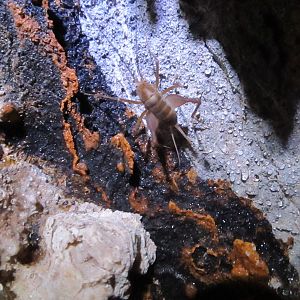 Cave Cricket - Cuc Phuong