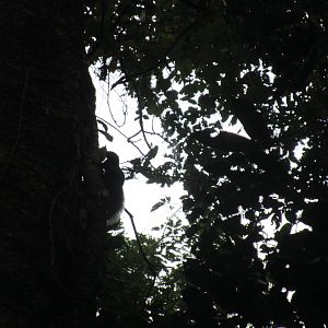 Squirrel - Cuc Phuong