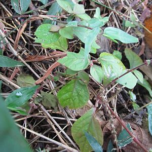 Stick Insect - Cuc Phuong