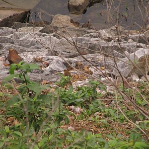 Plain Prinia - Van Long