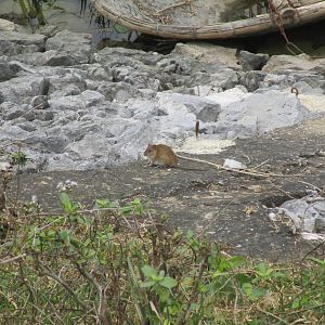 Ricefield Rat - Van Long