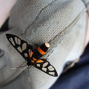 ID - Tiger Moth