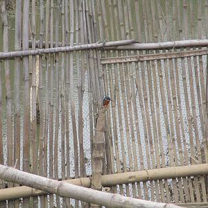 Common Kingfisher - Van Long