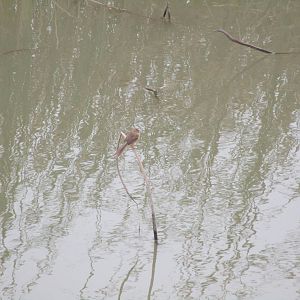 Plain Prinia - Van Long
