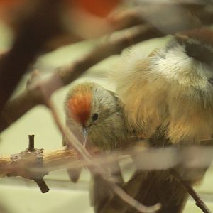 Rufous-capped Babbler