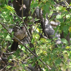 Arrow-marked Babbler, Khwai Community Area, Botswana, 24/04/16