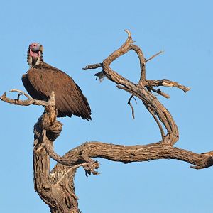 Lappet-faced Vulture, Khwai Community Area, Botswana, 26/04/16