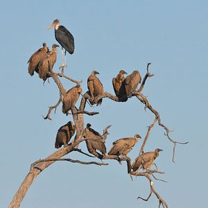 Marabou Stork and White-backed Vultures, Khwai Community Area, Botswana, 26