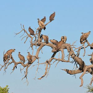 White-backed and Hooded Vultures, Khwai Community Area, Botswana, 26/04/16