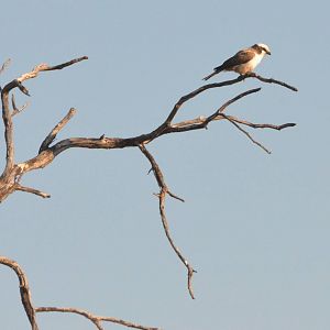 Southern White-crowned Shrike, Khwai Community Area, Botswana, 26/04/16