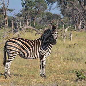 Damara Zebra, Khwai Community Area, Botswana, 26/04/16