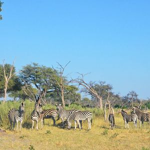Damara Zebras, Khwai Community Area, Botswana, 26/04/16