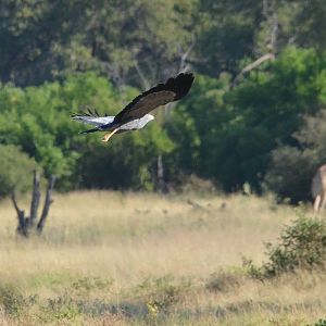 African Harrier-Hawk, Khwai Community Area, Botswana, 26/04/16