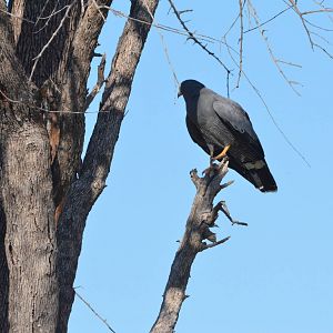 African Harrier-Hawk, Khwai Community Area, Botswana, 26/04/16