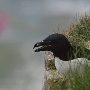 Razorbill, RSPB Bempton Cliffs, 15/05/16