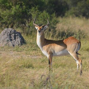 Red Lechwe, Khwai Community Area, Botswana, 26/04/16