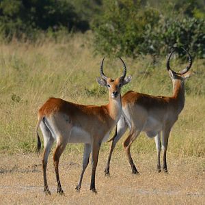 Red Lechwe, Khwai Community Area, Botswana, 26/04/16