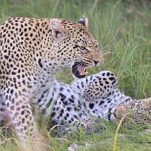 African Leopards, Khwai Community Area, Botswana, 26/04/16