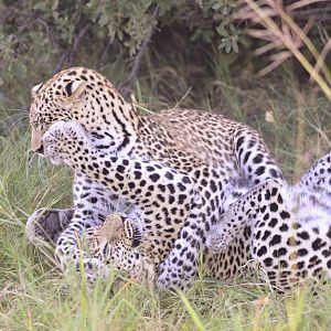 African Leopards, Khwai Community Area, Botswana, 26/04/16