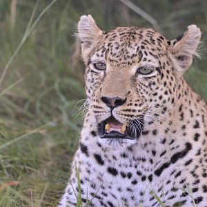 African Leopard, Khwai Community Area, Botswana, 26/04/16