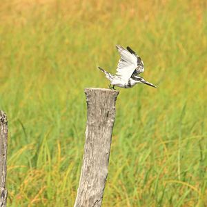 Pied Kingfisher, Moremi Game Reserve, Botswana, 26/04/16