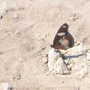 Common Diadem, Moremi Game Reserve, Botswana, 26/04/16