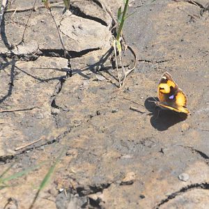 Yellow Pansy, Moremi Game Reserve, Botswana, 26/04/16