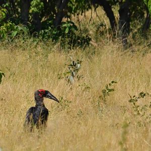 Southern Ground Hornbill, Moremi Game Reserve, Botswana, 26/04/16