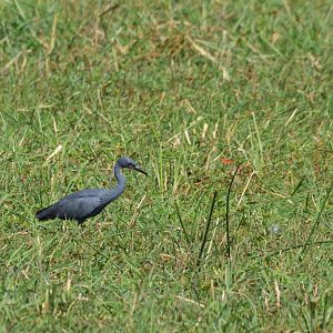 Slaty Egret, Moremi Game Reserve, Botswana, 26/04/16
