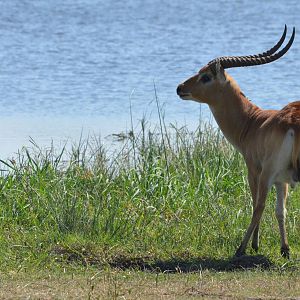 Red Lechwe, Moremi Game Reserve, Botswana, 26/04/16