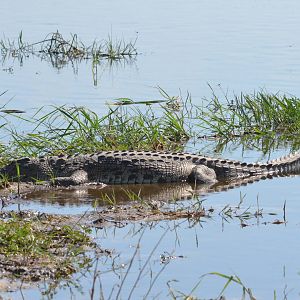 Nile Crocodile, Moremi Game Reserve, Botswana, 26/04/16