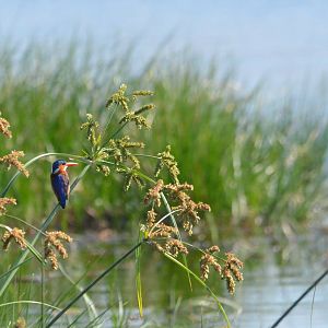 Malachite Kingfisher, Moremi Game Reserve, Botswana, 26/04/16