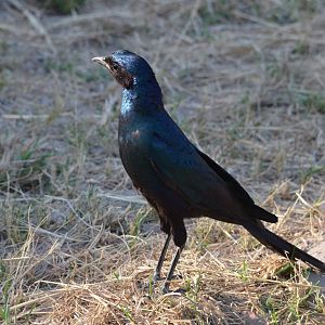 Burchell's Starling, Moremi Game Reserve, Botswana, 26/04/16