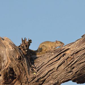 Smith's Bush Squirrel, Moremi Game Reserve, Botswana, 26/04/16